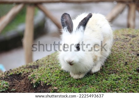 White Cute Rabbit Try to Get Tourist Attention