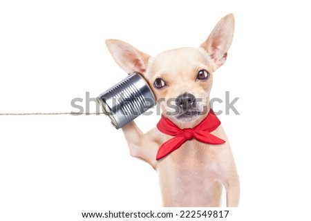 chihuahua dog talking on the phone surpised, isolated on white background