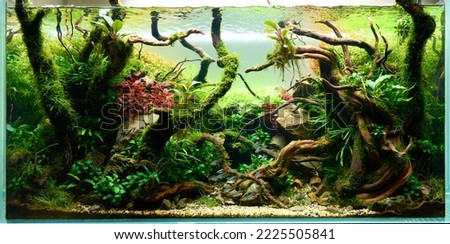  Beautiful freshwater aquascape with live aquarium plants, Frodo stones, redmoor roots covered by java moss and a school of blue neon tetra fish. Isolated view. Royalty-Free Stock Photo #2225505841
