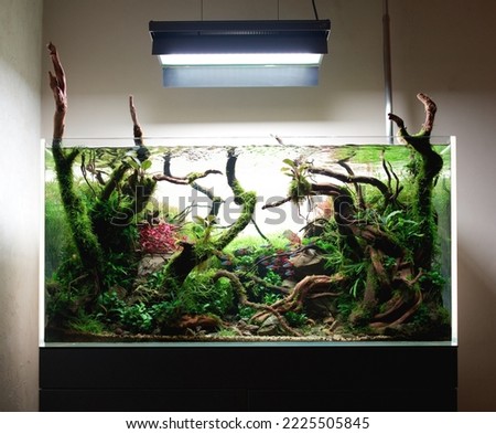  Beautiful freshwater aquascape with live aquarium plants, Frodo stones, redmoor roots covered by java moss and a school of blue neon tetra fish. Royalty-Free Stock Photo #2225505845