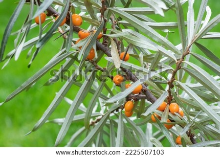 Branch of orange sea buckthorn berries in the garden.