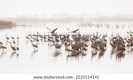 migratory birds for the winter