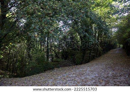 Dirt  path covered by foliage in a forest on a mountain in autumn