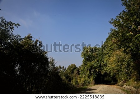Road  next to a slope that leads to a grove with a clear sky as background