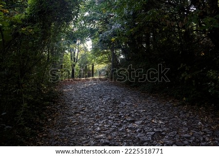 Uphill  dirt road with fallen leaves on the ground in a forest in autumn