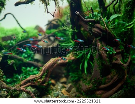 A school of blue neon tetra fish inside beautiful freshwater aquascape with live aquarium plants, Frodo stones, redmoor roots covered by java moss. Royalty-Free Stock Photo #2225521321
