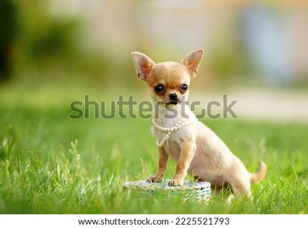                       Close-up outdoor portrait of a small funny beige mini chihuahua dog, puppy.         