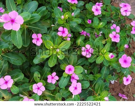 Close up madagascar periwinkle cantharanthus roseus commonly known as bright eyes, cape periwinkle, graveyard plant.