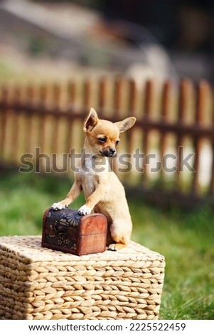        Portrait of a little chihuahua puppy stands on its hind legs in the street.                        