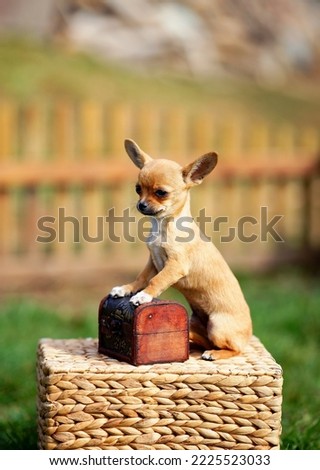                    Portrait of a chihuahua puppy outdoors            
