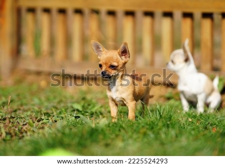        chihuahua walking selective focus , on green grass             