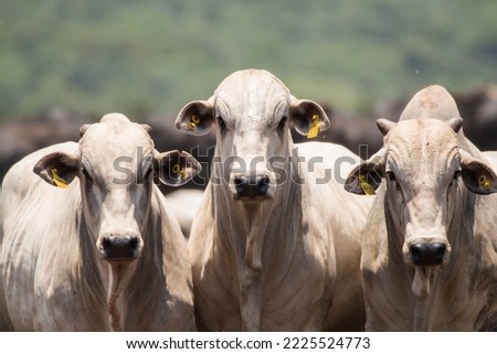 Portrait of a Nellore in feedlot: meat production Royalty-Free Stock Photo #2225524773