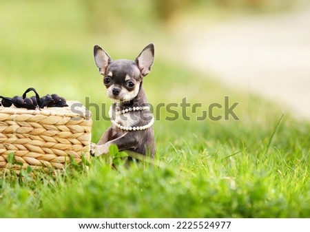        portrait of a chihuahua dog puppy  on the street stands on its hind legs