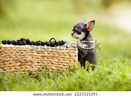           little cute chihuahua with beads on his neck stands on the street                     