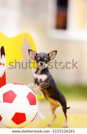                   little cute chihuahua with a soccer ball on a walk             