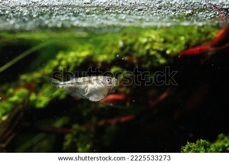 Pygmy Hatchetfish (Carnegiella myersi) from Amazon river in Peru Royalty-Free Stock Photo #2225533273