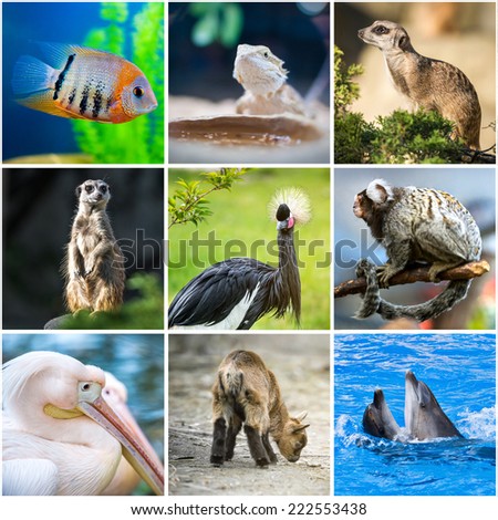 collage pictures of animals from the zoo