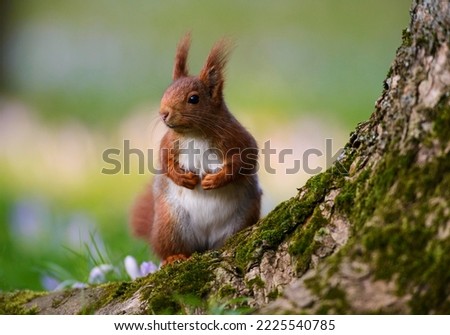Squirrel (Sciurus vulgaris) in spring, Germany