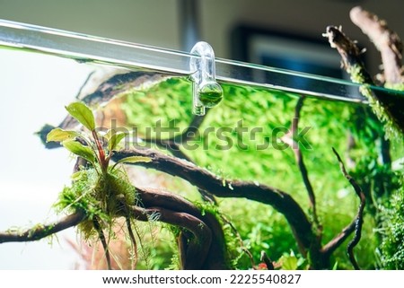 Glass hang-on CO2 aquarium drop checker for monitoring optimal carbon dioxide amount in planted tank. Royalty-Free Stock Photo #2225540827