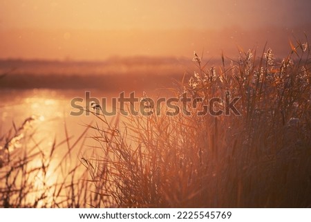 Reeds on the shore of the lake at sunset. Beautiful autumn landscape. Abstract nature background. Shalow depth of field