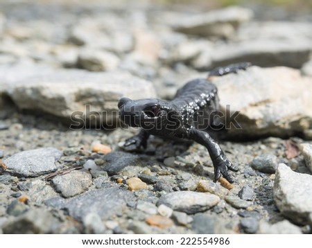 Alpine salamander in the Austrian alps