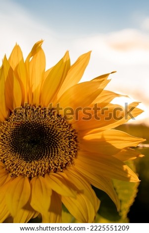 Sunflower in a magical light