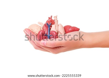 Hand holding a set of miniature toy human organs isolated on white background. Organ donation related concept. Royalty-Free Stock Photo #2225555339