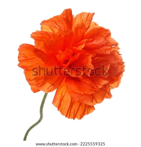 Bright orange decorative poppy flower isolated on white background.