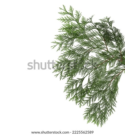 Green pine branch isolated on white, clipping path