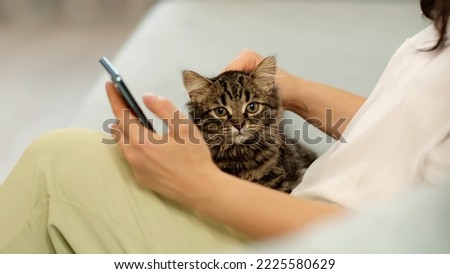 unrecognizable woman holding a tabby kitten and using a smart phone lying on a couch at home. close up video. relax at home after work