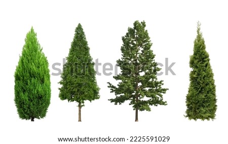 Collection tree Balsam Fir and thuja on white background isolated Royalty-Free Stock Photo #2225591029