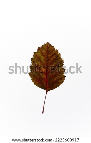 bright autumn leaves on a white, isolated background. colorful postcard on the autumn theme. fading nature close-up. desktop wallpapers