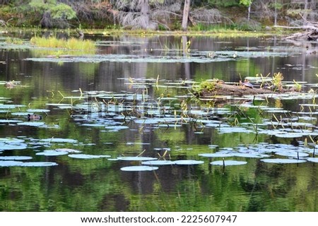 Beaver (Castor canadensis) swimming in lake along hiking trail at McCrae Lake during Summer