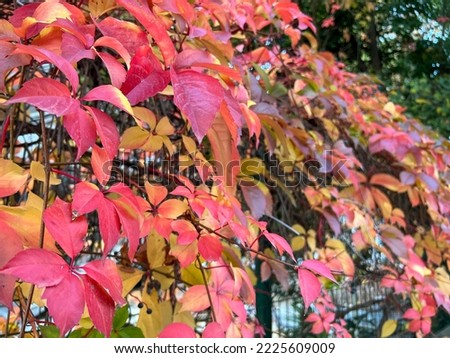 Parthenocissus vitacea in autumn colors