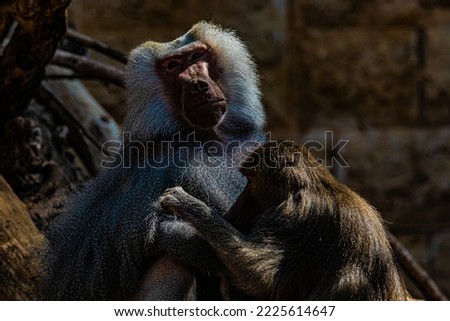 portrait of a baboon close up