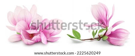 Pink magnolia flower isolated on white background with full depth of field Royalty-Free Stock Photo #2225620249