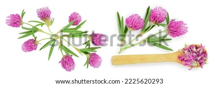 flower of a red clover clover with leaves and a stem close-up isolated on a white background. Top view.