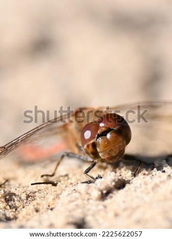 dragonfly macro close up warming up on sand