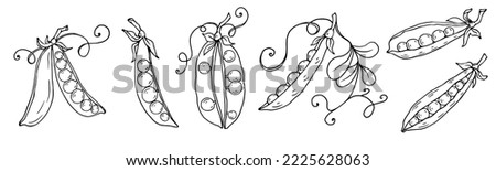 Botanical sketch of green pea pods. Vector graphics. Royalty-Free Stock Photo #2225628063
