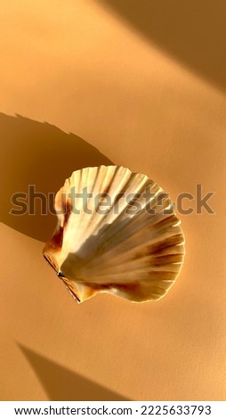 Shell isolated on white Background. Shell top view.