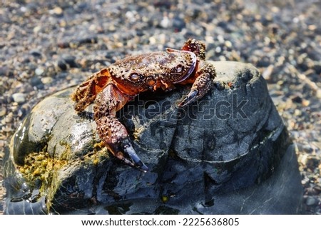 Sea crab on the stone. Large dead crab closeup. Empty shell of a nautical animal.