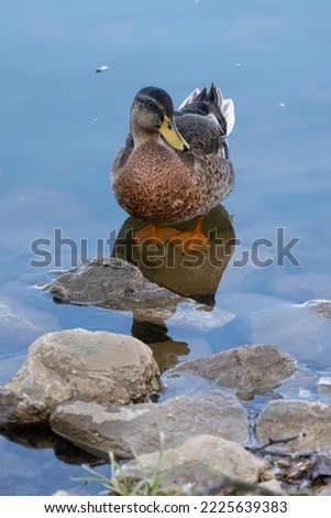 Wild ducks on a local lake