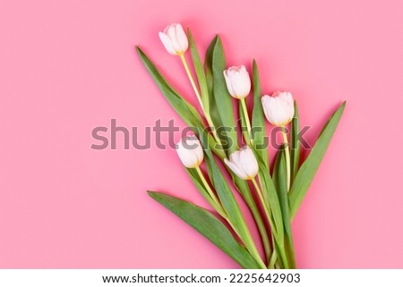White tulips flowers, side view. Beautiful bouquet of tulips on stem with leaves isolated on pastel pink background. Naturе object for design to women's day, mother's day, anniversary. Spring concept
