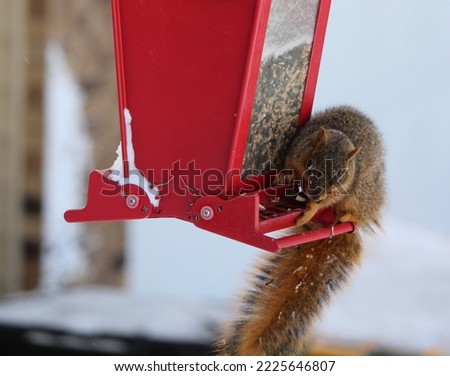 Young squirrel feeding at birdfeeder on a snowy day
