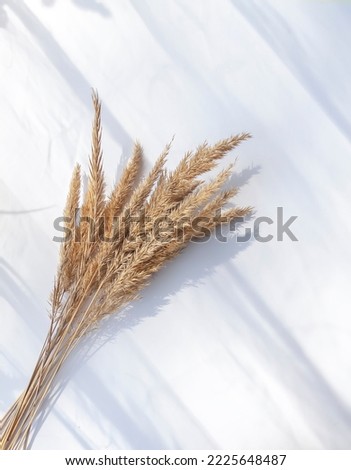 Dried plants on white background with soft shadows.