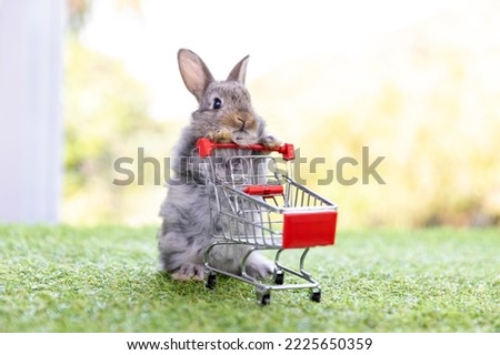 healthy Lovely bunny easter fluffy brown rabbits, Baby bunny easter rabbit with empty shopping cart prepare to go shopping food on green garden nature background.Symbol of easter festival animal.
