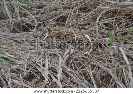 patterns, textures and shapes of dried reeds, backgrounds of reeds