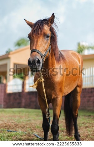 Brown horse front side full body portrait from Puerto rico country side