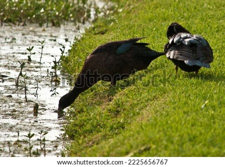 This is a picture of two ducks, walking around the bank of a river