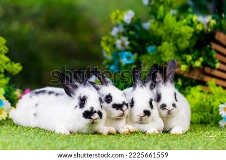 Adorable and cute new born rabbit. baby cute rabbit or new born adorable bunny.	 Easter Bunny.